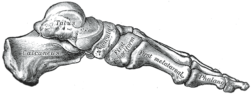 The bones of the foot from the inside: talus sitting on calcaneus, the joint between them being the subtalar.