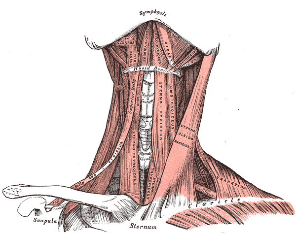 The sternocleidomastoid crossing the front of the neck, with the scalenes and the strap muscles beneath it.
