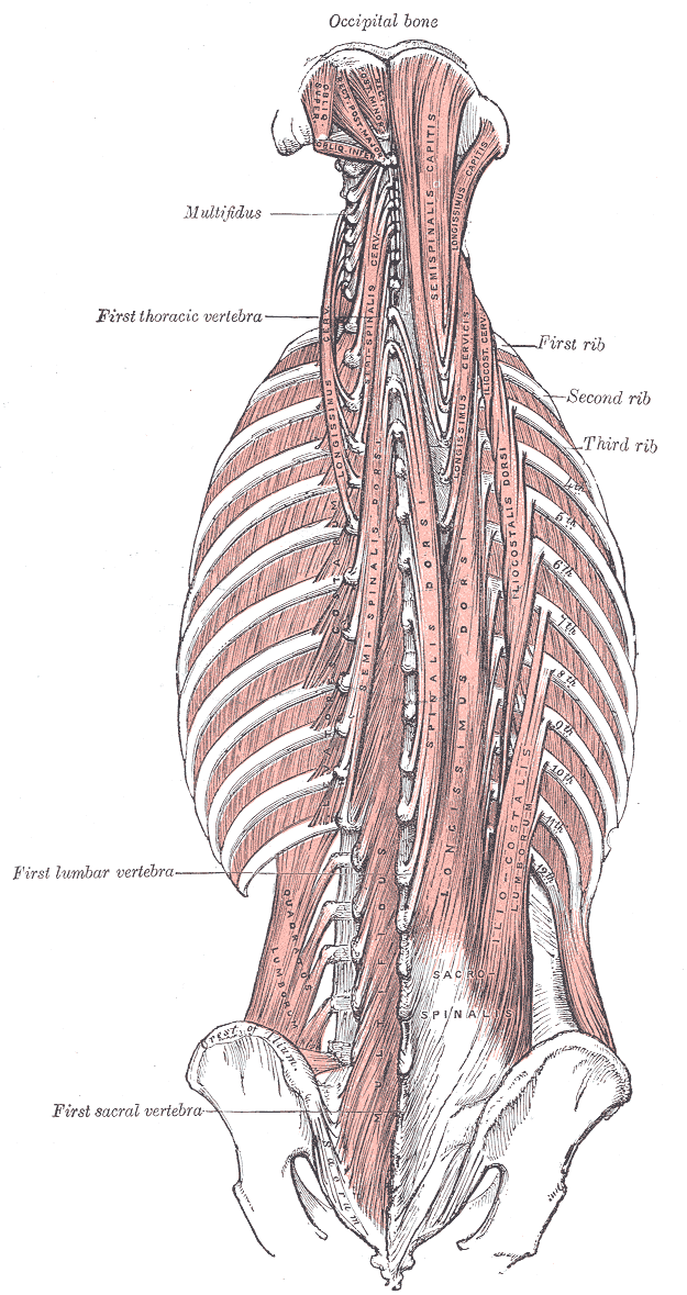 The deep back muscles either side of the spine — erector spinae and, beneath it, multifidus.