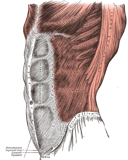 The abdominal wall from the side: external oblique over the ribs and iliac crest, running down to the linea alba.