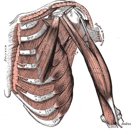 Biceps brachii and coracobrachialis on the front of the arm, with pectoralis minor and the ribs behind them.