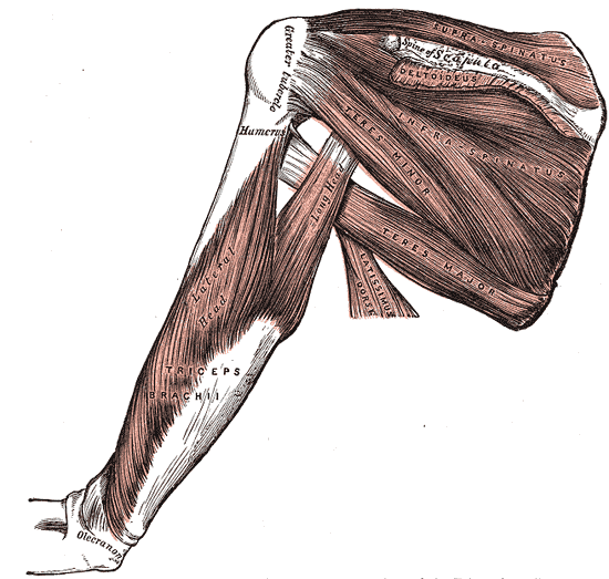 The back of the shoulder blade: supraspinatus, infraspinatus and the two teres muscles, with deltoid cut away.