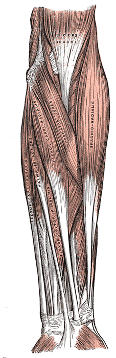The superficial flexors of the forearm — the muscles that close your hand, lying well above the wrist.