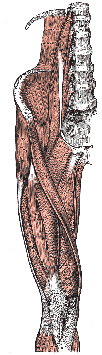 The front of the thigh: psoas and iliacus crossing the hip, then the quadriceps, sartorius and the adductors.