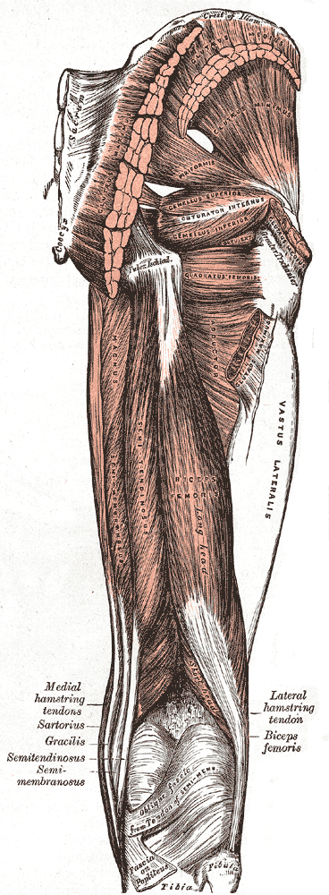 The gluteal region: gluteus maximus and medius over the pelvis, with the hamstrings running down behind the thigh.