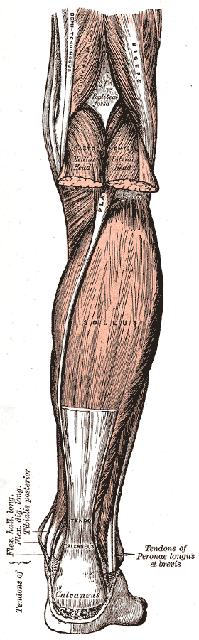 The calf — gastrocnemius and soleus converging into the Achilles tendon at the heel.